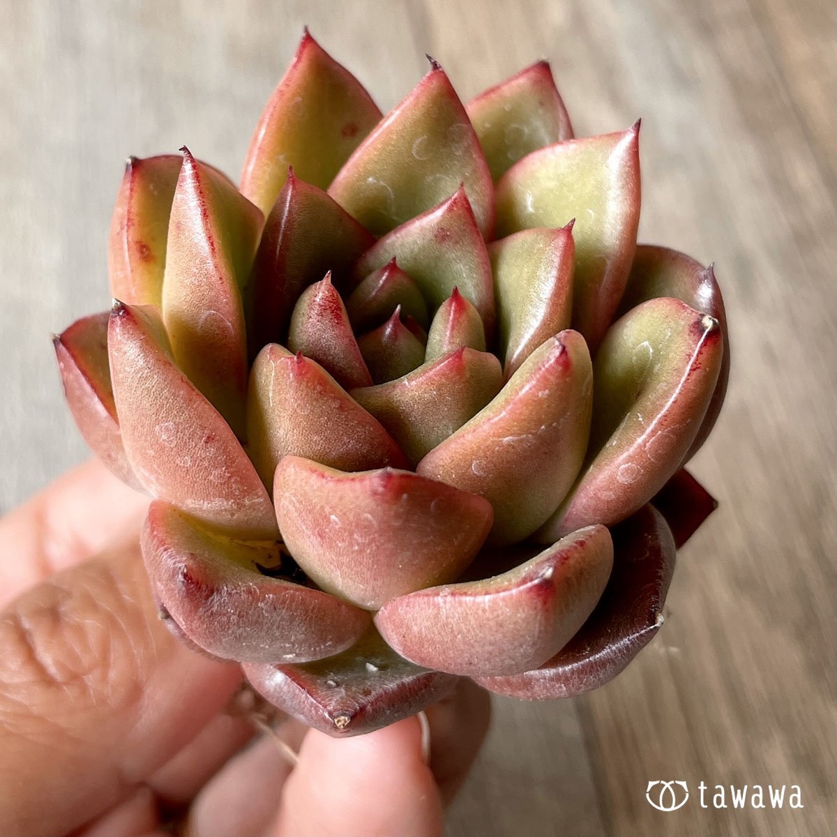＊八ヶ岳＊　ツイスト - 多肉植物の通販・販売サイト tawawa