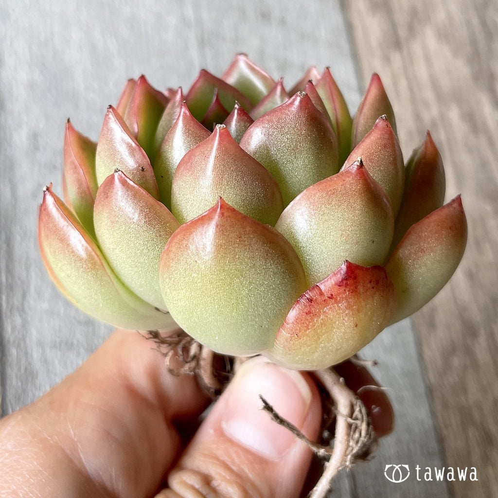 ＊新入荷＊　アイスエイジ - 多肉植物の通販・販売サイト tawawa