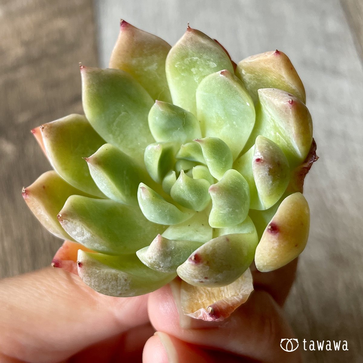 ＊新入荷＊　エスティーボ - 多肉植物の通販・販売サイト tawawa