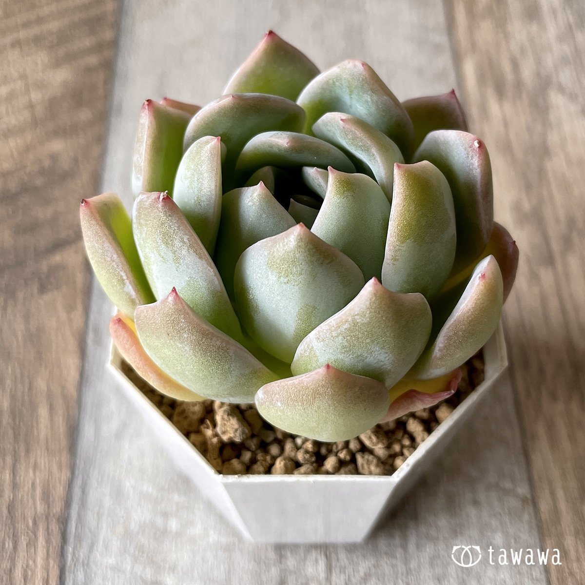 ＊新入荷＊　ネーサン - 多肉植物の通販・販売サイト tawawa