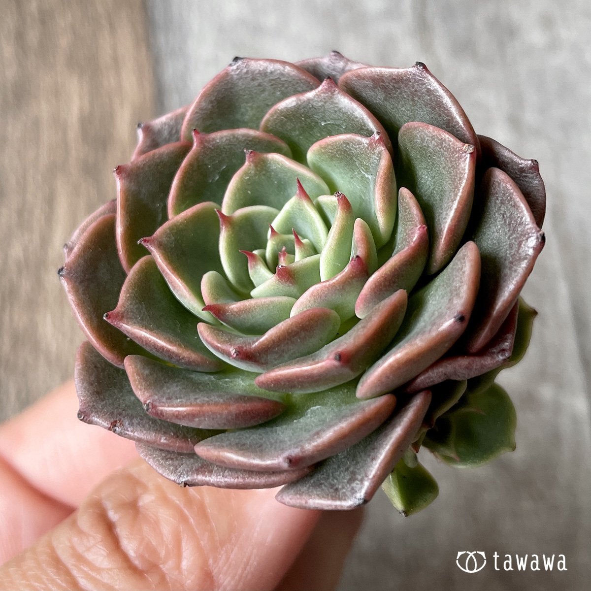 ＊新入荷＊　ビバチリ - 多肉植物の通販・販売サイト tawawa