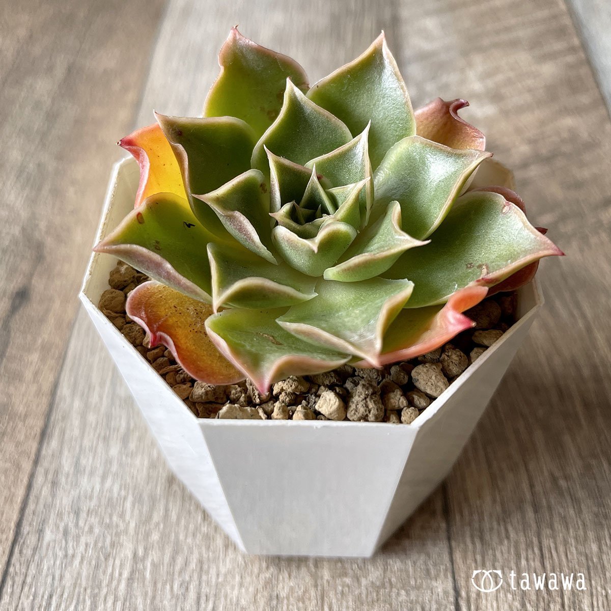 ＊新入荷＊　ビューティーブロッサム - 多肉植物の通販・販売サイト tawawa