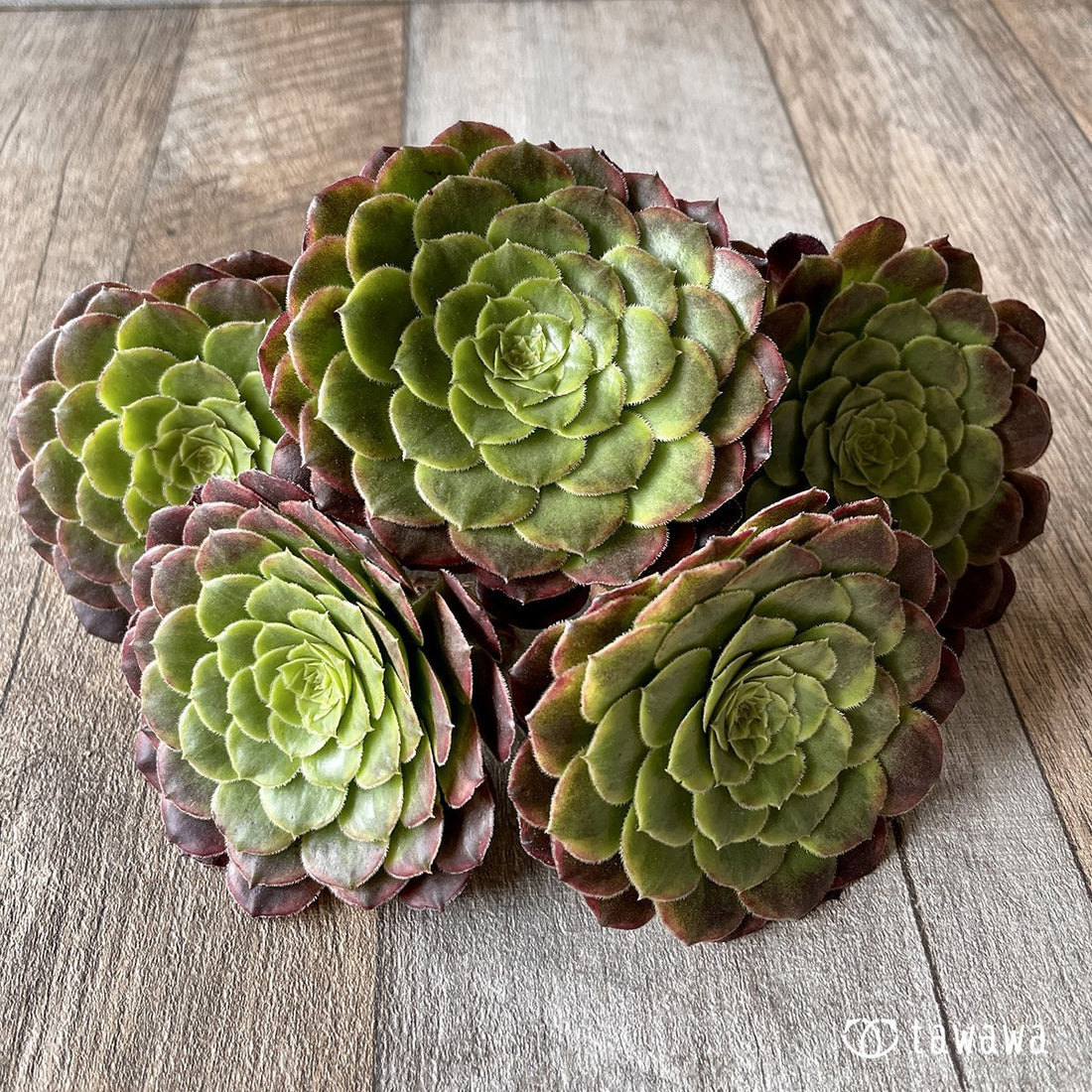 *新入荷* フェスティバル - 多肉植物の通販・販売サイト tawawa