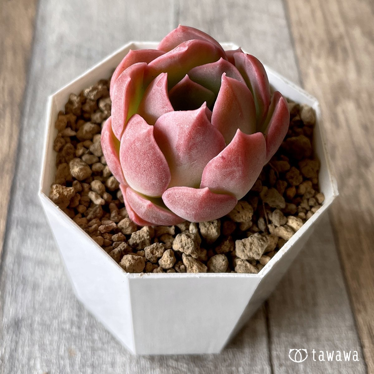 ＊新入荷＊　ピンキーフリル - 多肉植物の通販・販売サイト tawawa
