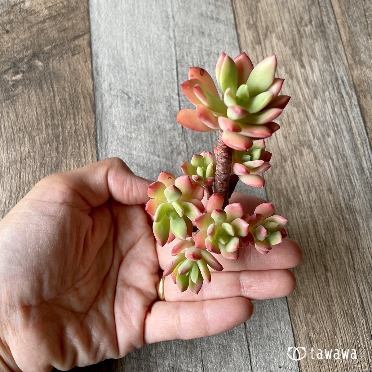 ＊新入荷＊　ミニベル群生 - 多肉植物の通販・販売サイト tawawa