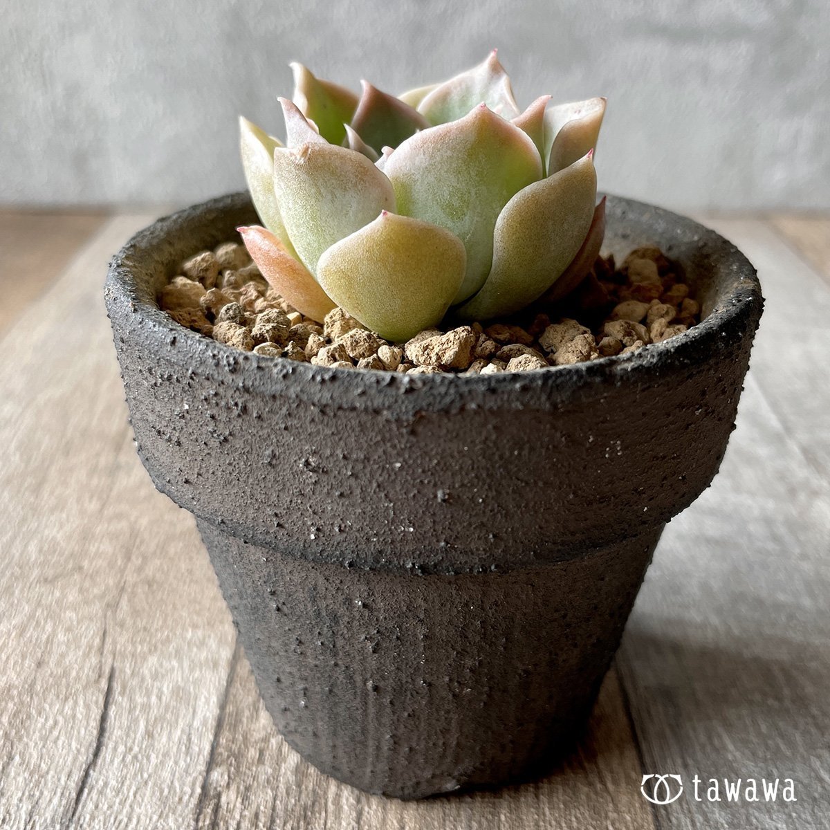 ＊新入荷＊　ラウリナ - 多肉植物の通販・販売サイト tawawa