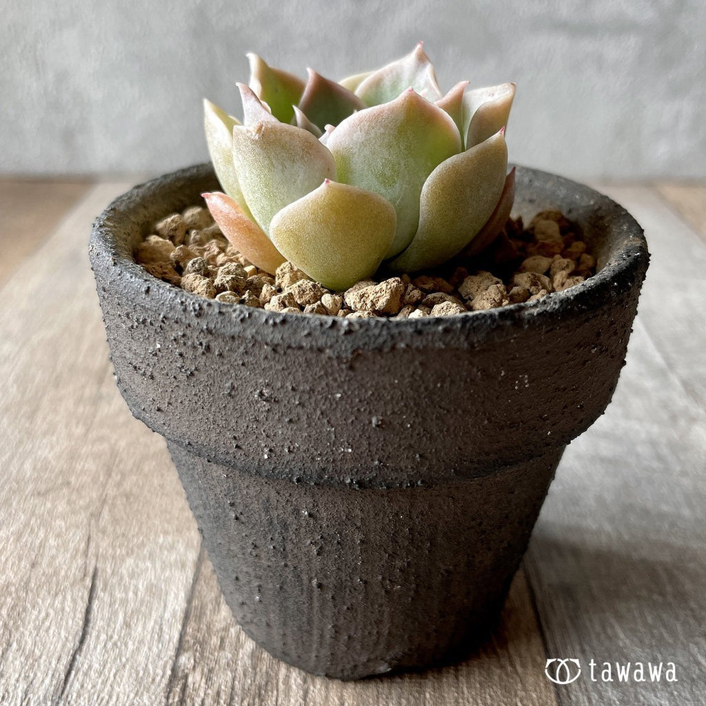 ＊新入荷＊　ラウリナ - 多肉植物の通販・販売サイト tawawa