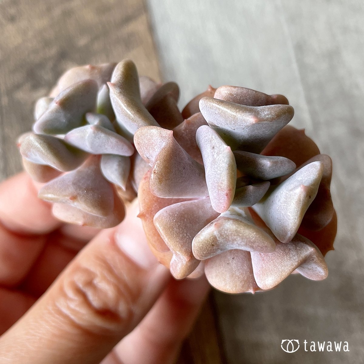 ＊新入荷＊　キュービックフロスト - 多肉植物の通販・販売サイト tawawa