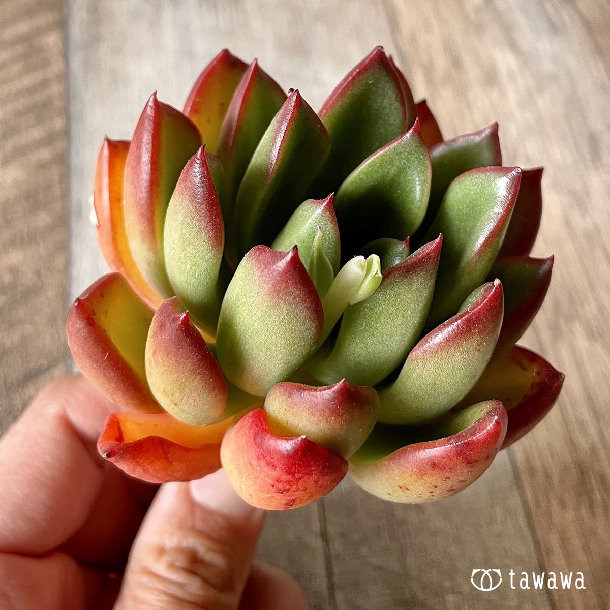 ＊新入荷＊　ロンエバンス - 多肉植物の通販・販売サイト tawawa