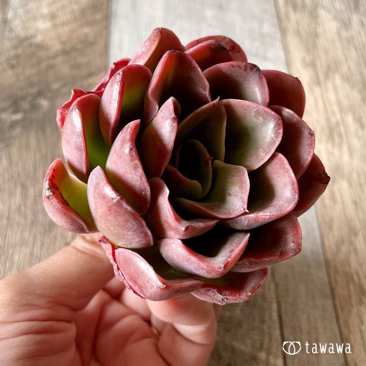 ＊新入荷＊　シルキュ - 多肉植物の通販・販売サイト tawawa