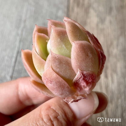 ＊新入荷＊　ピンクベラ - 多肉植物の通販・販売サイト tawawa