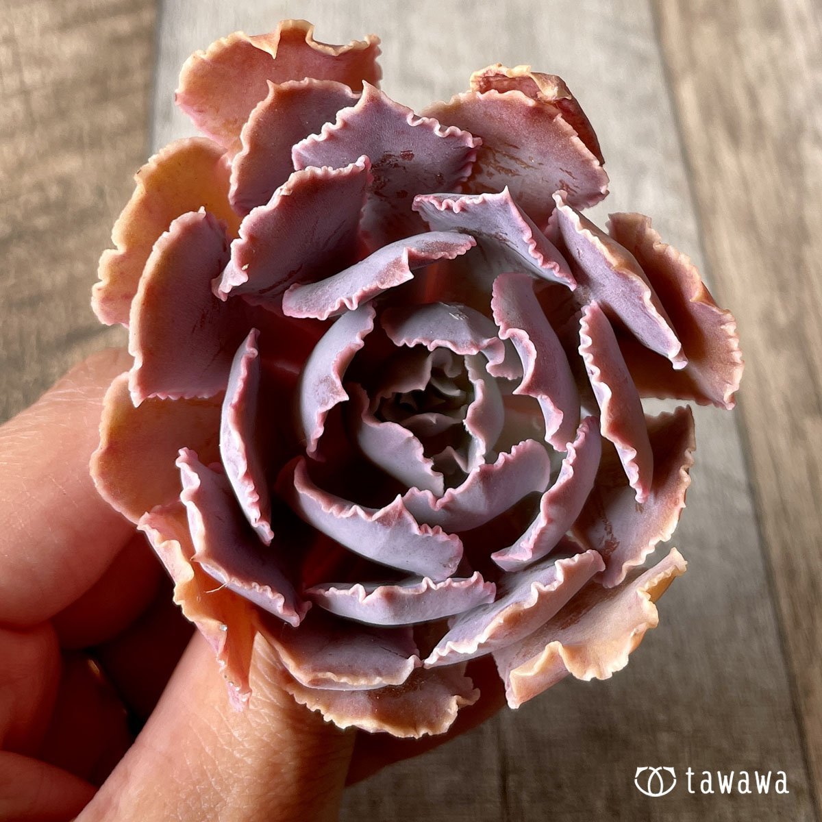 ＊八ヶ岳＊　シャビアナ - 多肉植物の通販・販売サイト tawawa