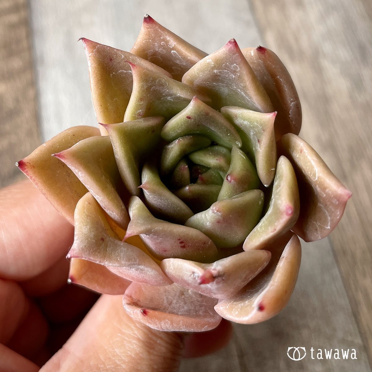 ＊八ヶ岳＊　ポーリング - 多肉植物の通販・販売サイト tawawa