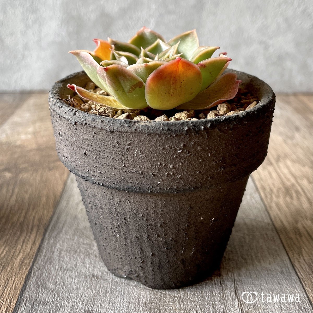 ＊新入荷＊　ビューティーブロッサム - 多肉植物の通販・販売サイト tawawa