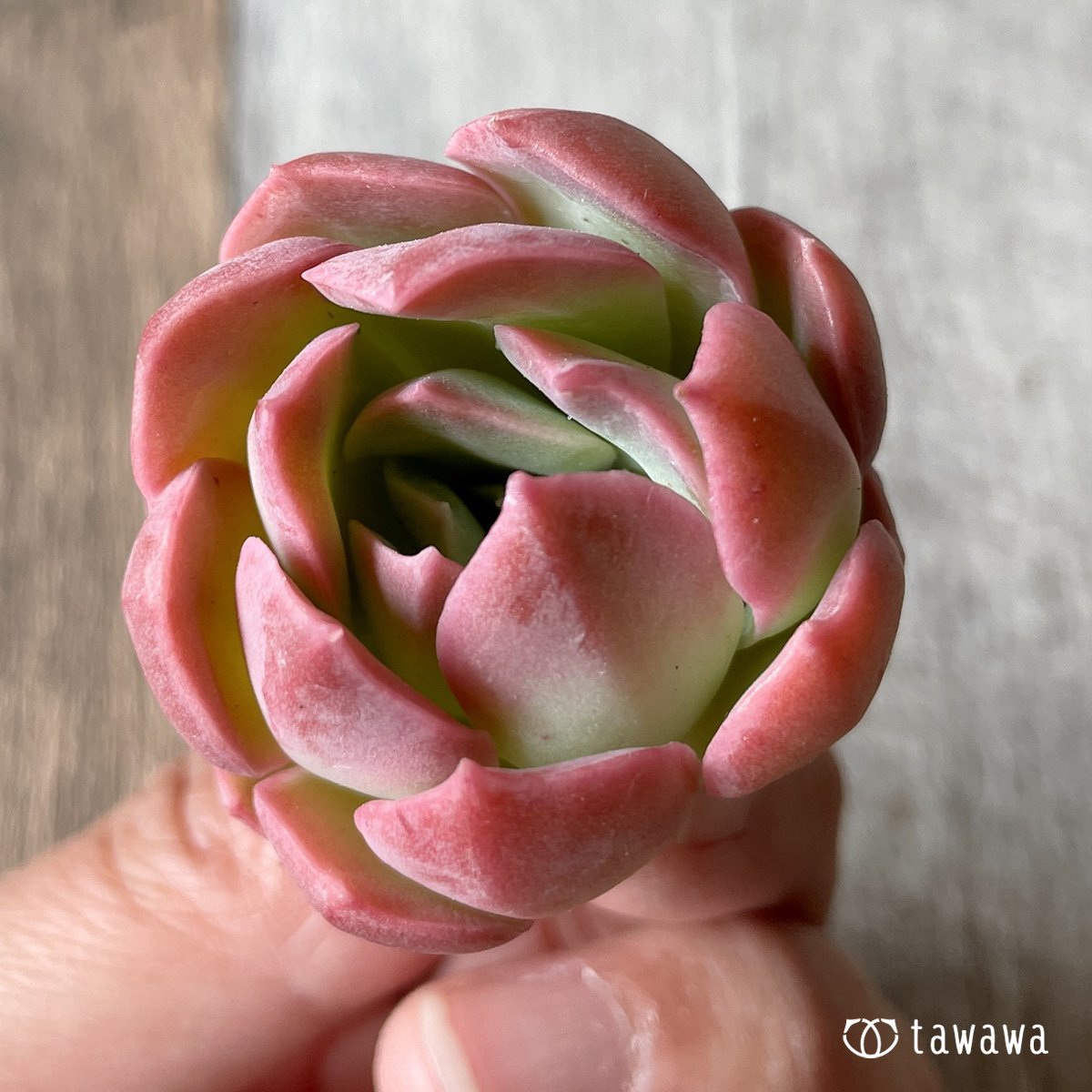 ＊新入荷＊　ピンキーフリル - 多肉植物の通販・販売サイト tawawa