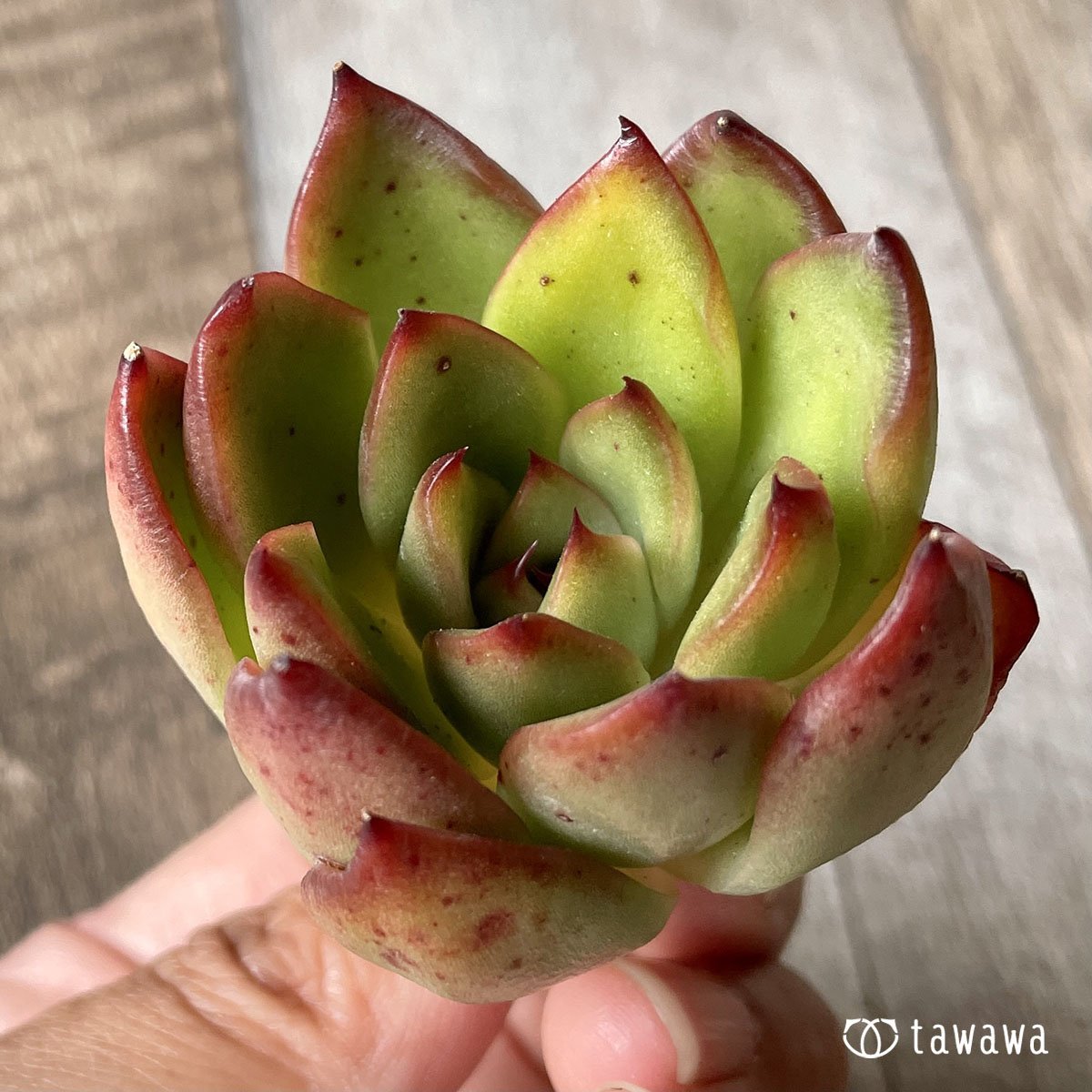＊新入荷＊　ユートピア - 多肉植物の通販・販売サイト tawawa