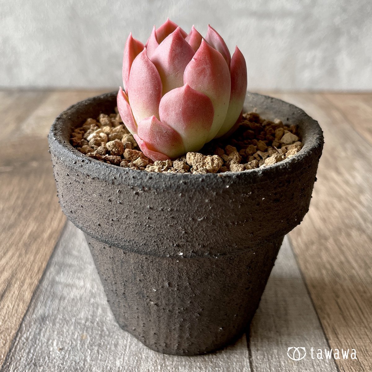 ＊新入荷＊　ピンキーフリル - 多肉植物の通販・販売サイト tawawa