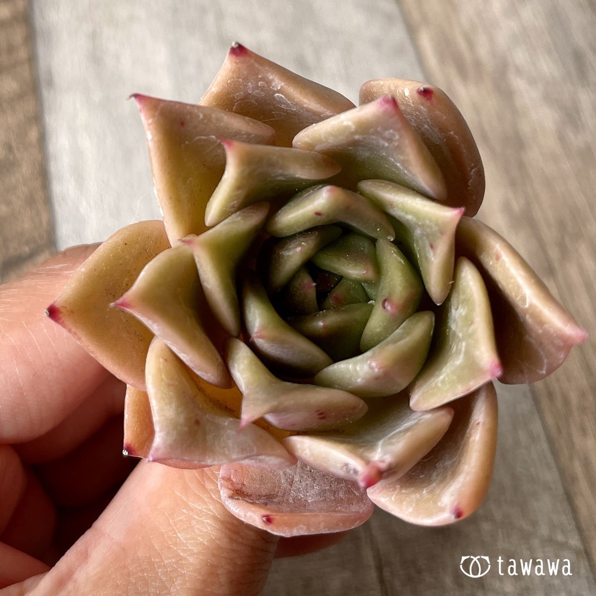 ＊八ヶ岳＊　ポーリング - 多肉植物の通販・販売サイト tawawa