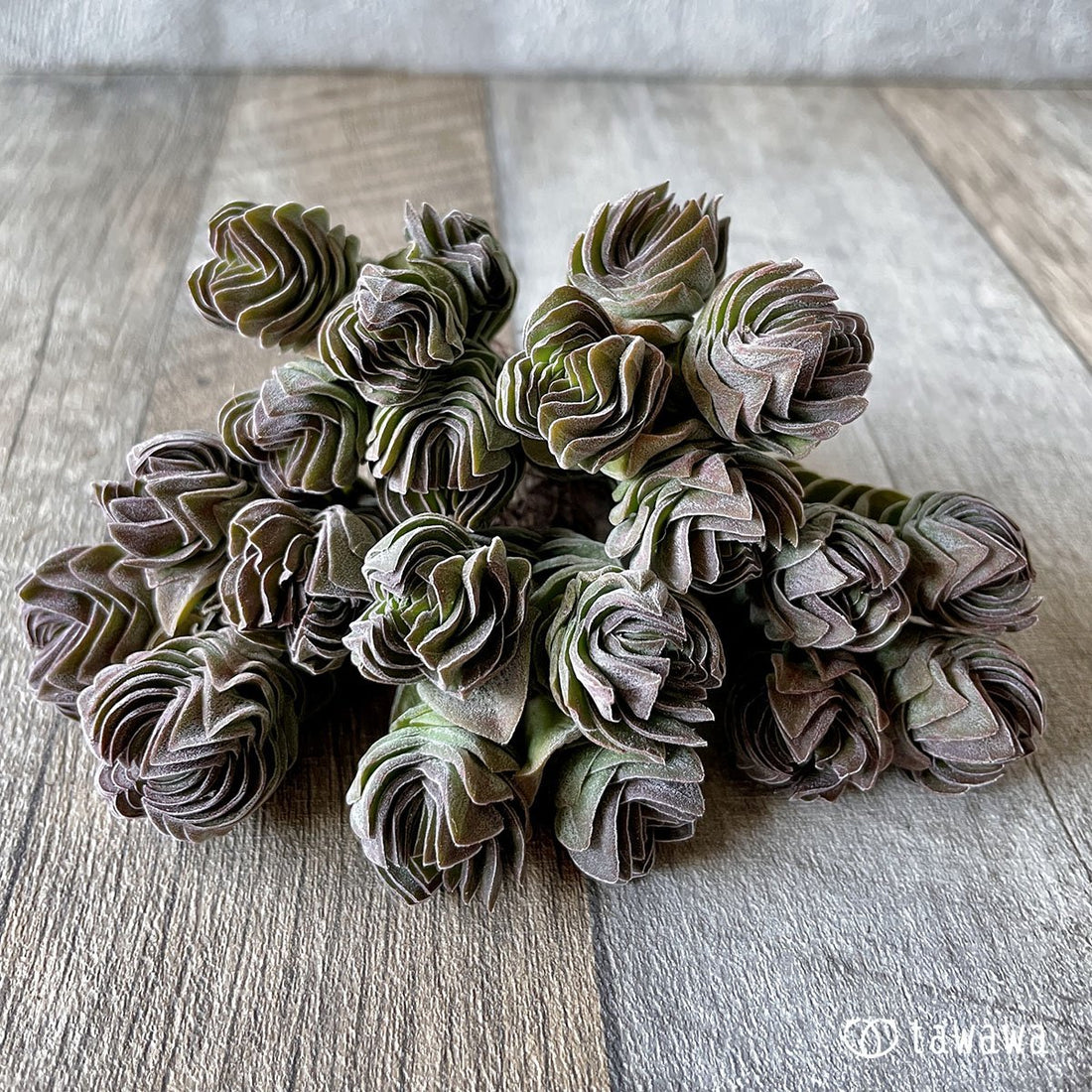 *新入荷* ブッダテンプル - 多肉植物の通販・販売サイト tawawa