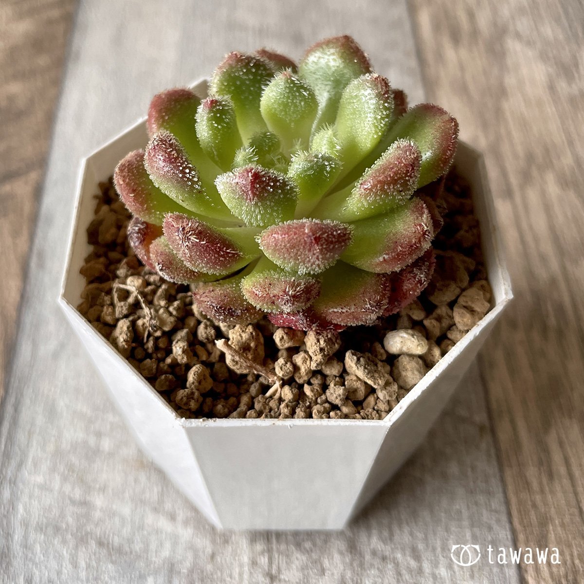 ＊新入荷＊　キャロル - 多肉植物の通販・販売サイト tawawa