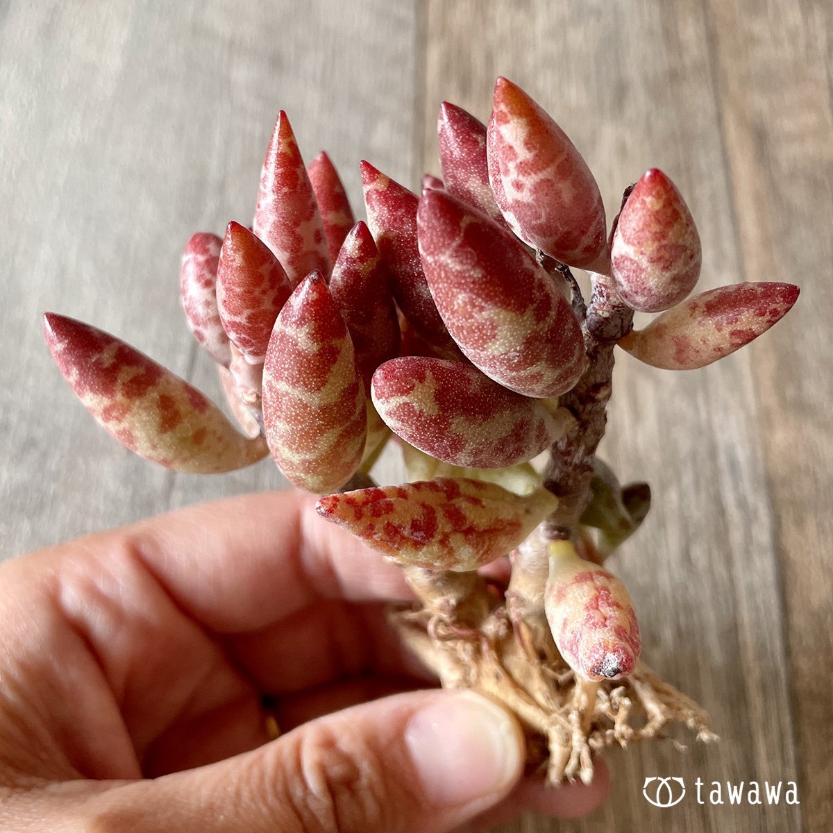 ＊新入荷＊　赤い卵 - 多肉植物の通販・販売サイト tawawa