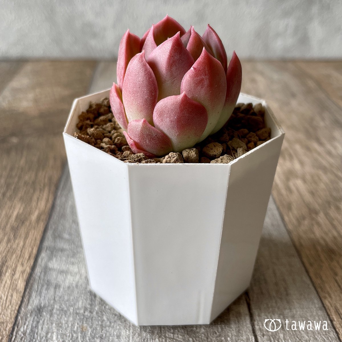 ＊新入荷＊　ピンキーフリル - 多肉植物の通販・販売サイト tawawa