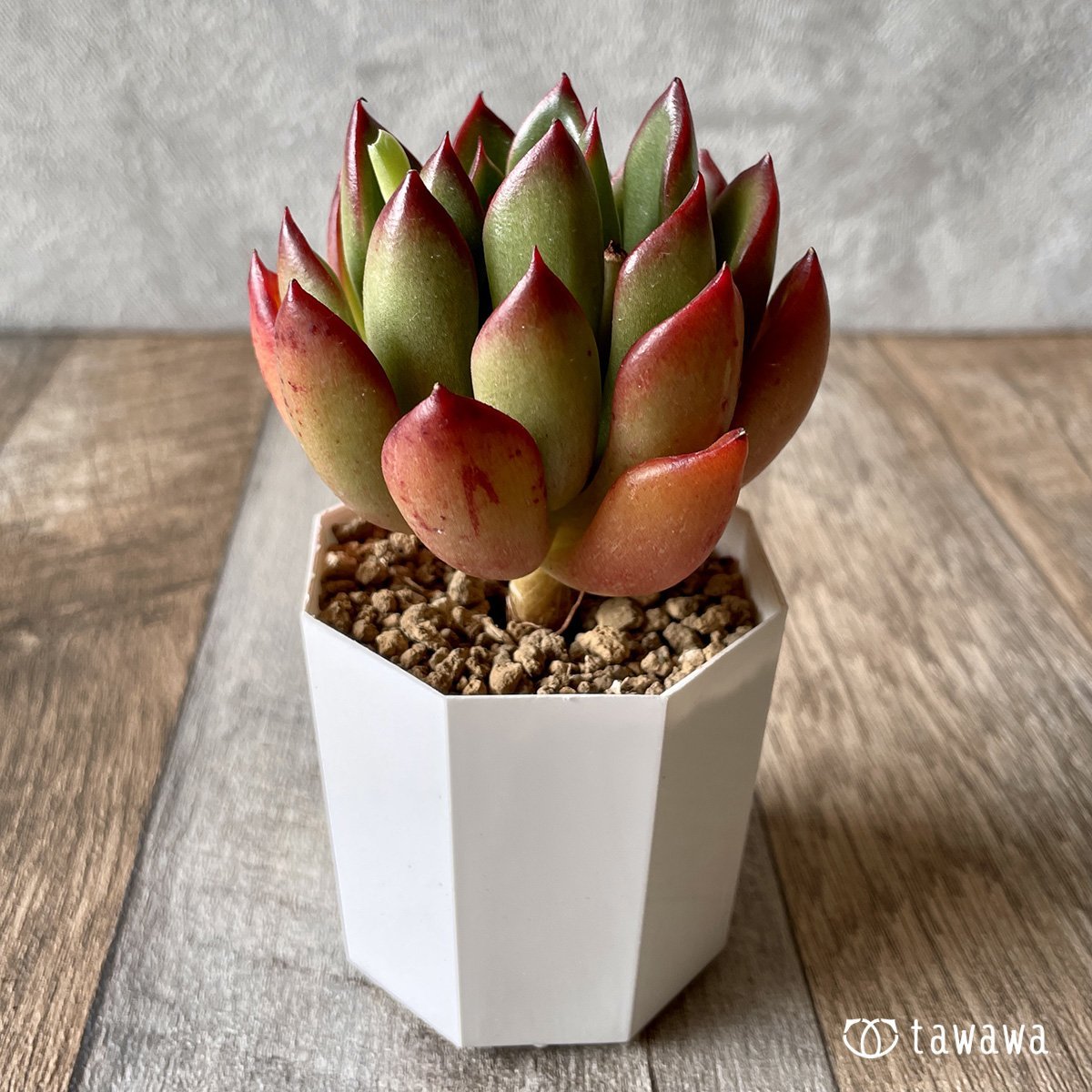＊新入荷＊　ロンエバンス - 多肉植物の通販・販売サイト tawawa