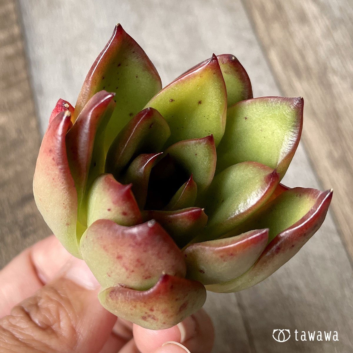＊新入荷＊　ユートピア - 多肉植物の通販・販売サイト tawawa