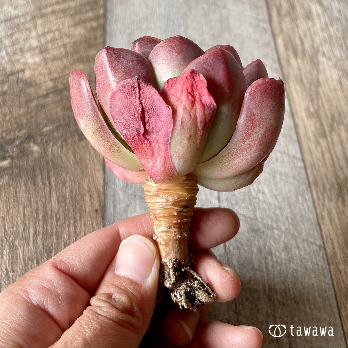 ＊新入荷＊　シルキュ - 多肉植物の通販・販売サイト tawawa