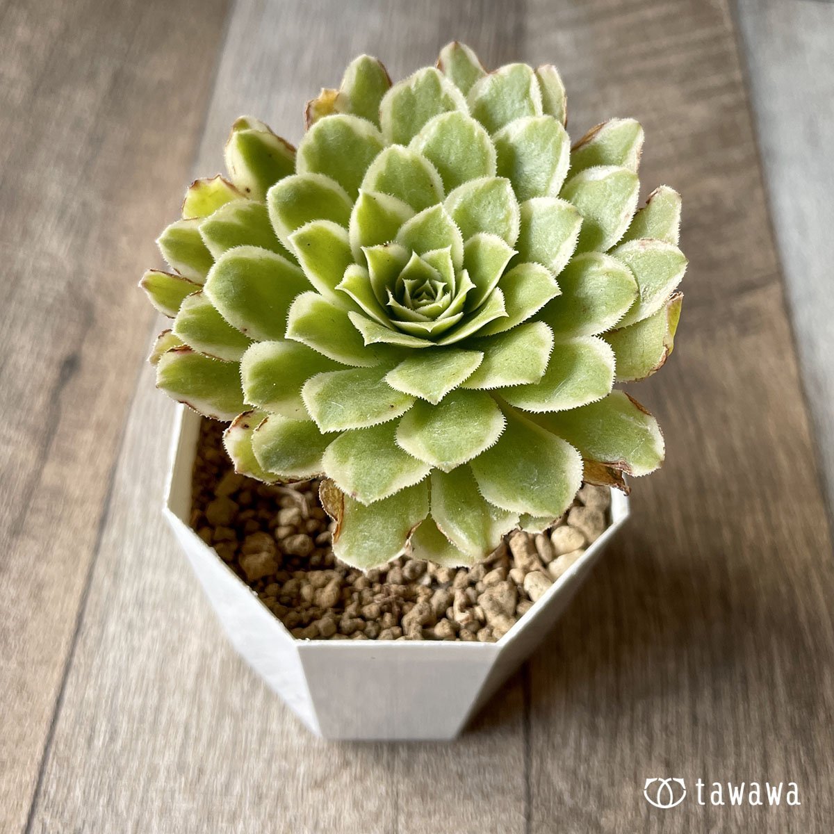 ＊新入荷＊　アイス - 多肉植物の通販・販売サイト tawawa