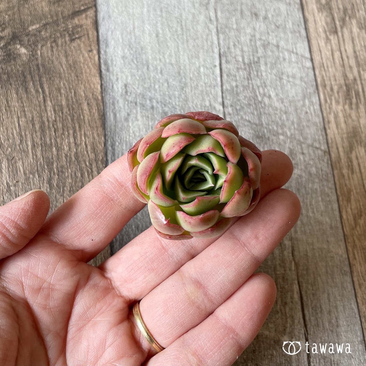 ＊新入荷＊　ハイリー - 多肉植物の通販・販売サイト tawawa