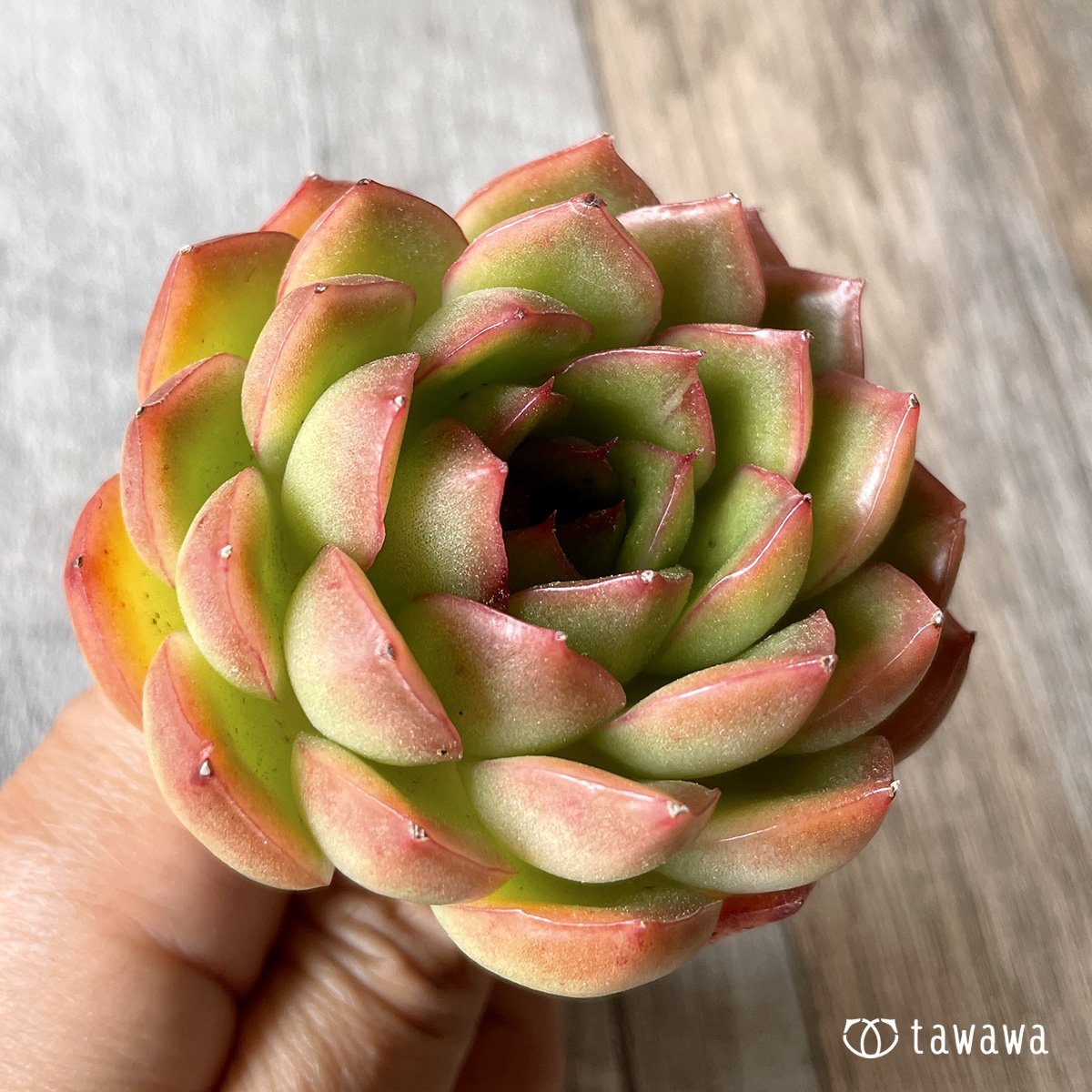 ＊新入荷＊　アイスエイジ - 多肉植物の通販・販売サイト tawawa