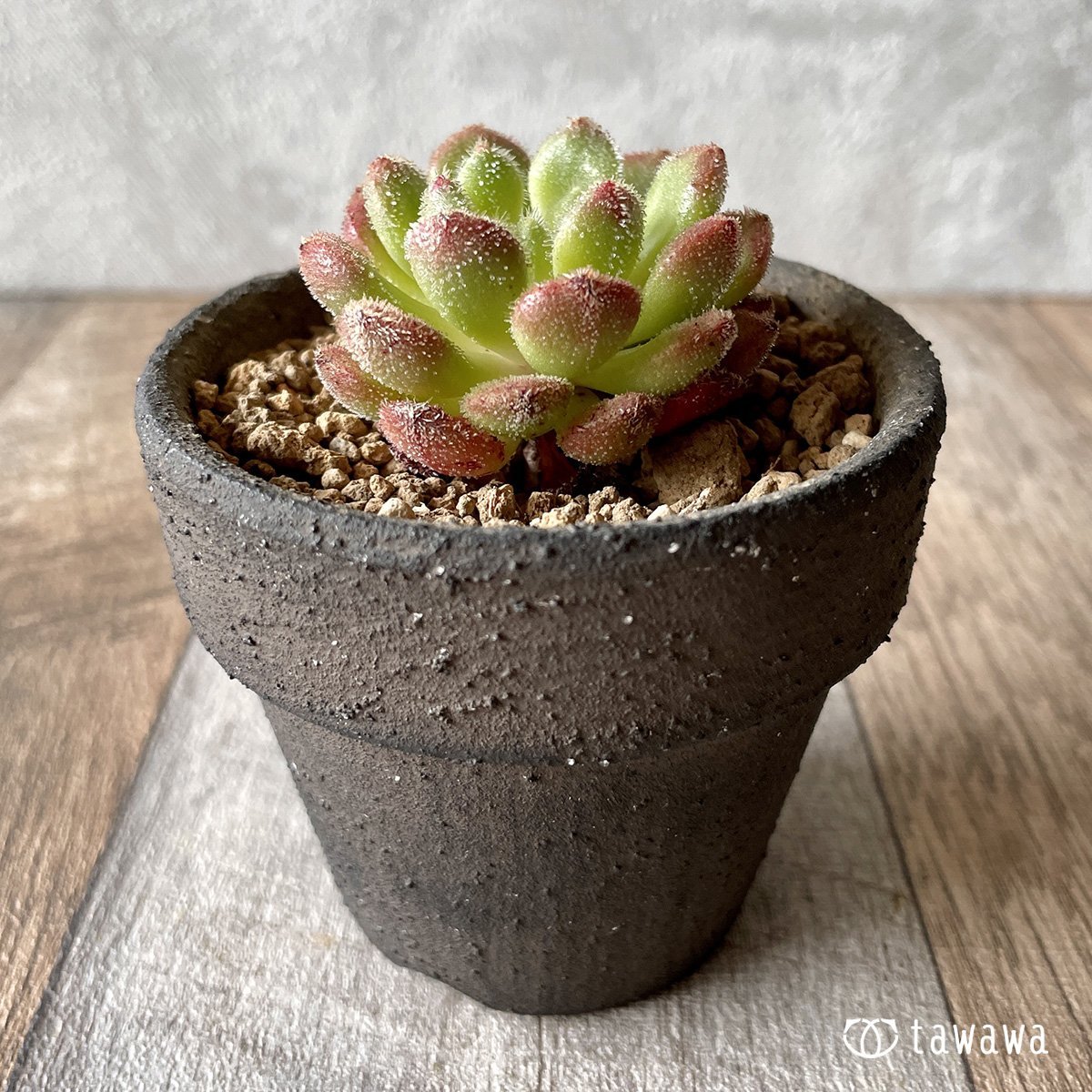 ＊新入荷＊　キャロル - 多肉植物の通販・販売サイト tawawa