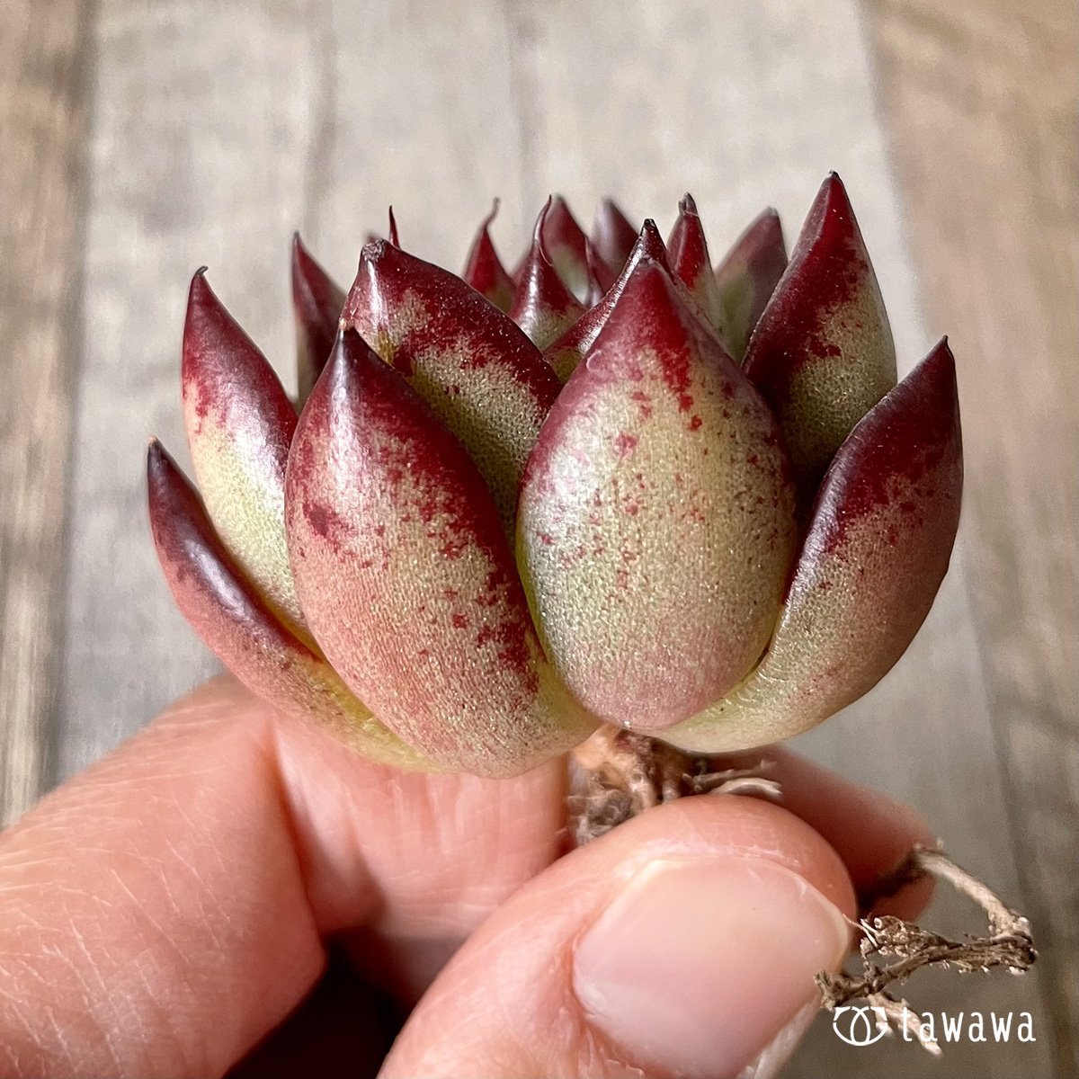 ＊新入荷＊　エッジライン - 多肉植物の通販・販売サイト tawawa