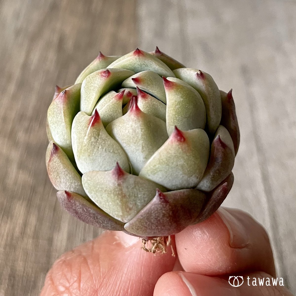 ＊新入荷＊　プリズム - 多肉植物の通販・販売サイト tawawa