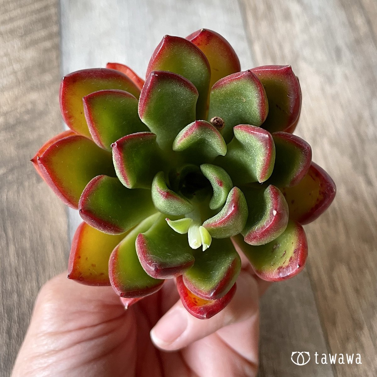 ＊新入荷＊　ロンエバンス - 多肉植物の通販・販売サイト tawawa