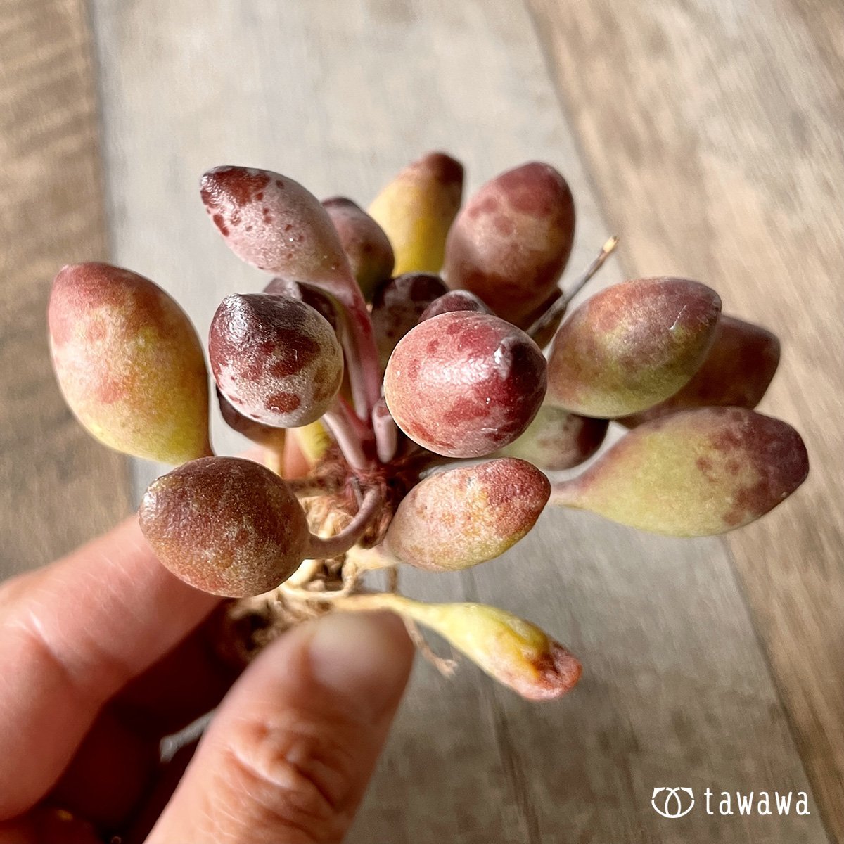 ＊新入荷＊　インディアンクラブ - 多肉植物の通販・販売サイト tawawa