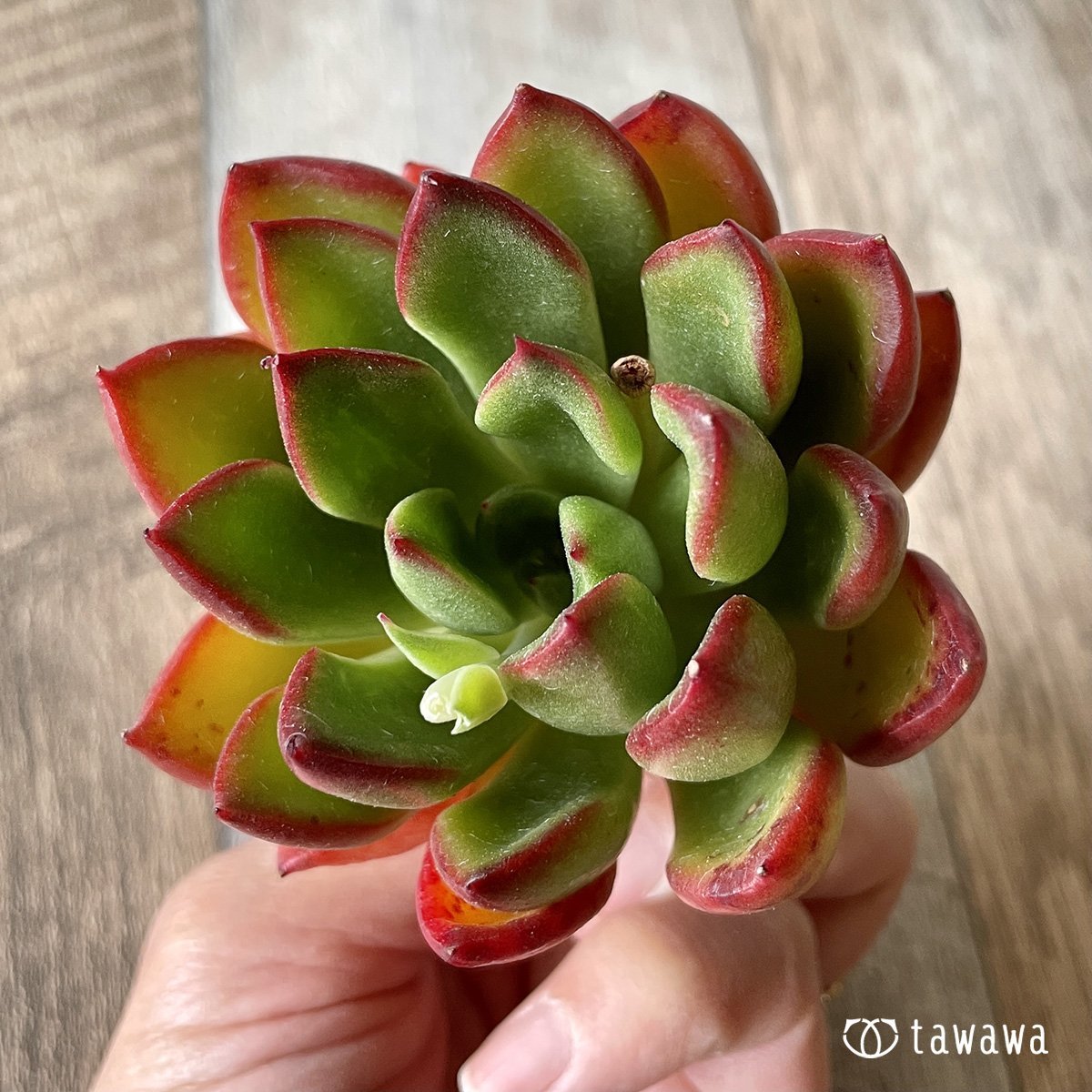 ＊新入荷＊　ロンエバンス - 多肉植物の通販・販売サイト tawawa