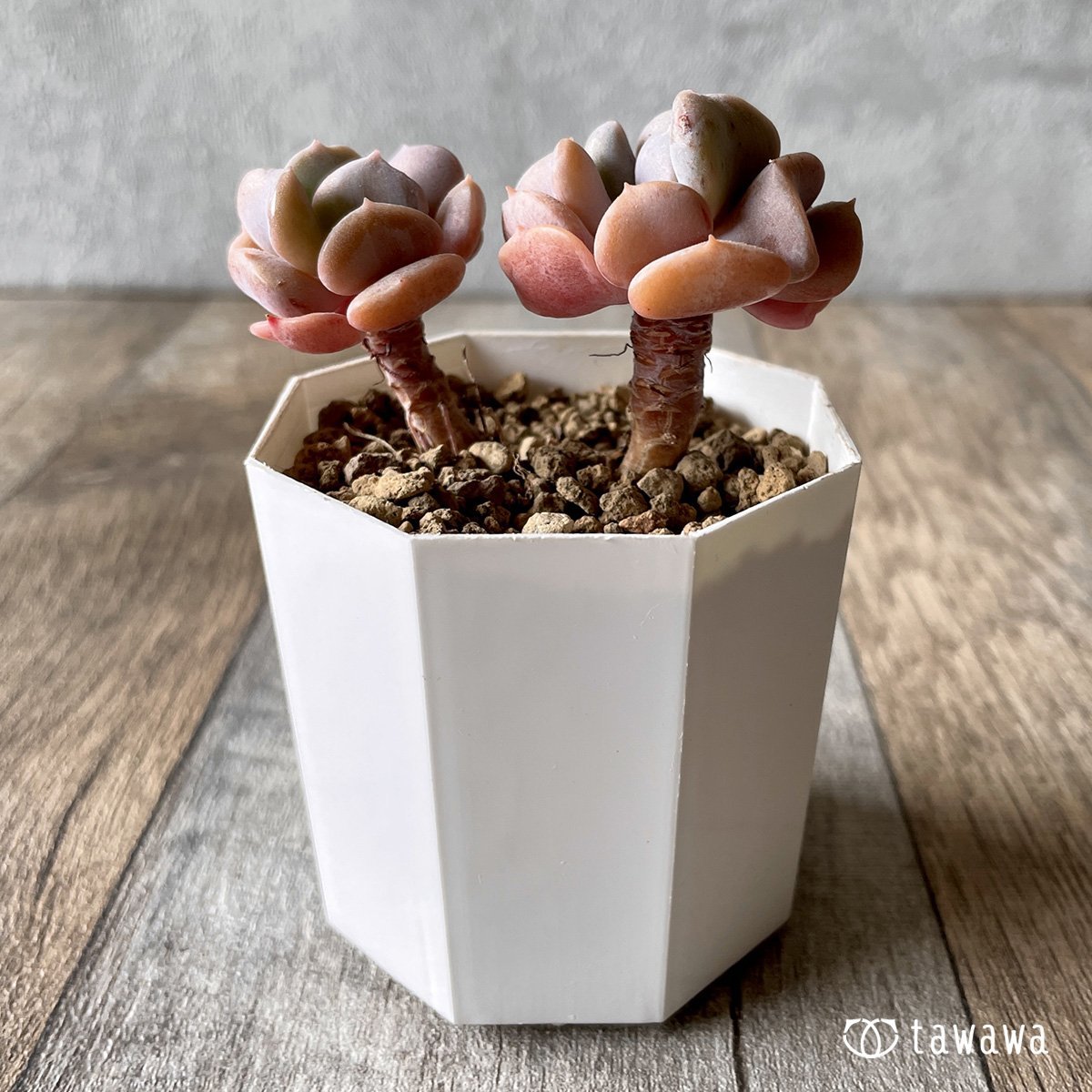 ＊新入荷＊　キュービックフロスト - 多肉植物の通販・販売サイト tawawa