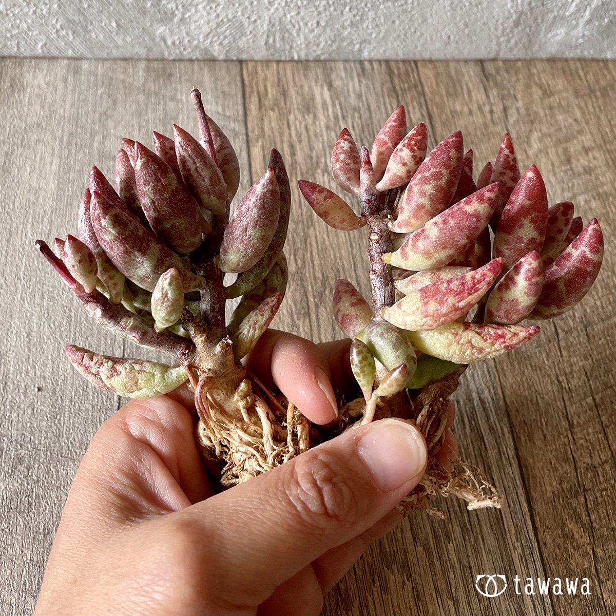 ＊新入荷＊　赤い卵 - 多肉植物の通販・販売サイト tawawa