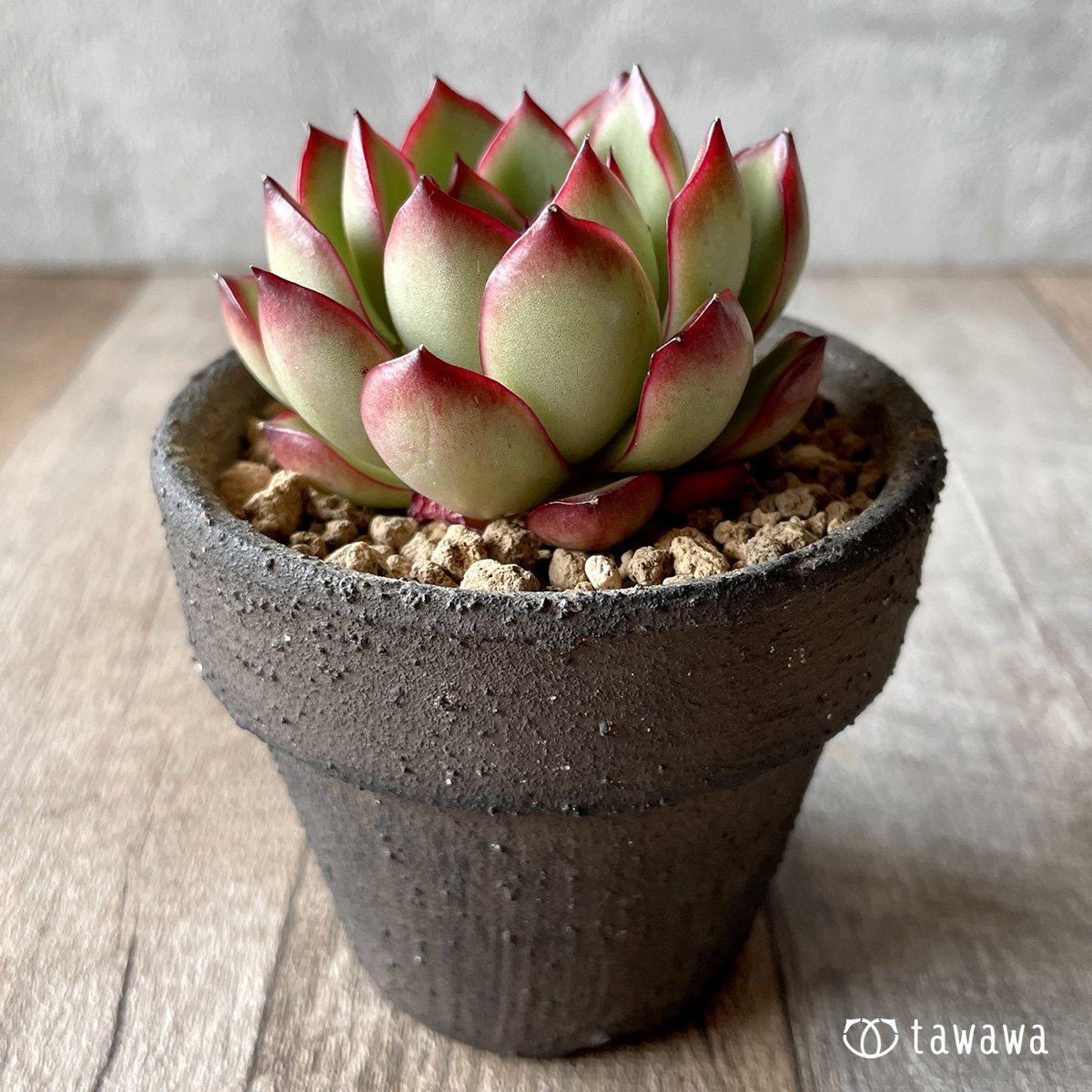 ＊新入荷＊　ポーラローズ - 多肉植物の通販・販売サイト tawawa