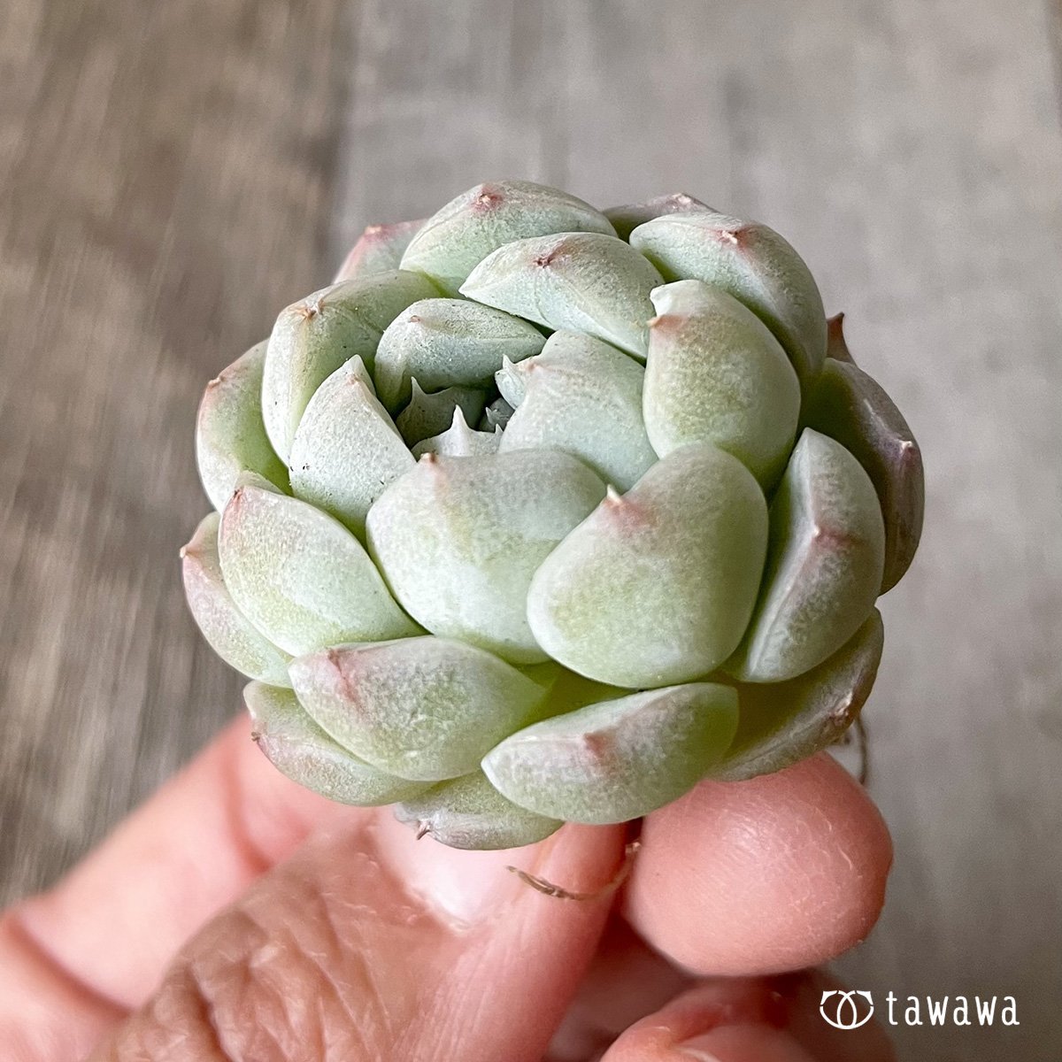 ＊新入荷＊　アルバ② - 多肉植物の通販・販売サイト tawawa