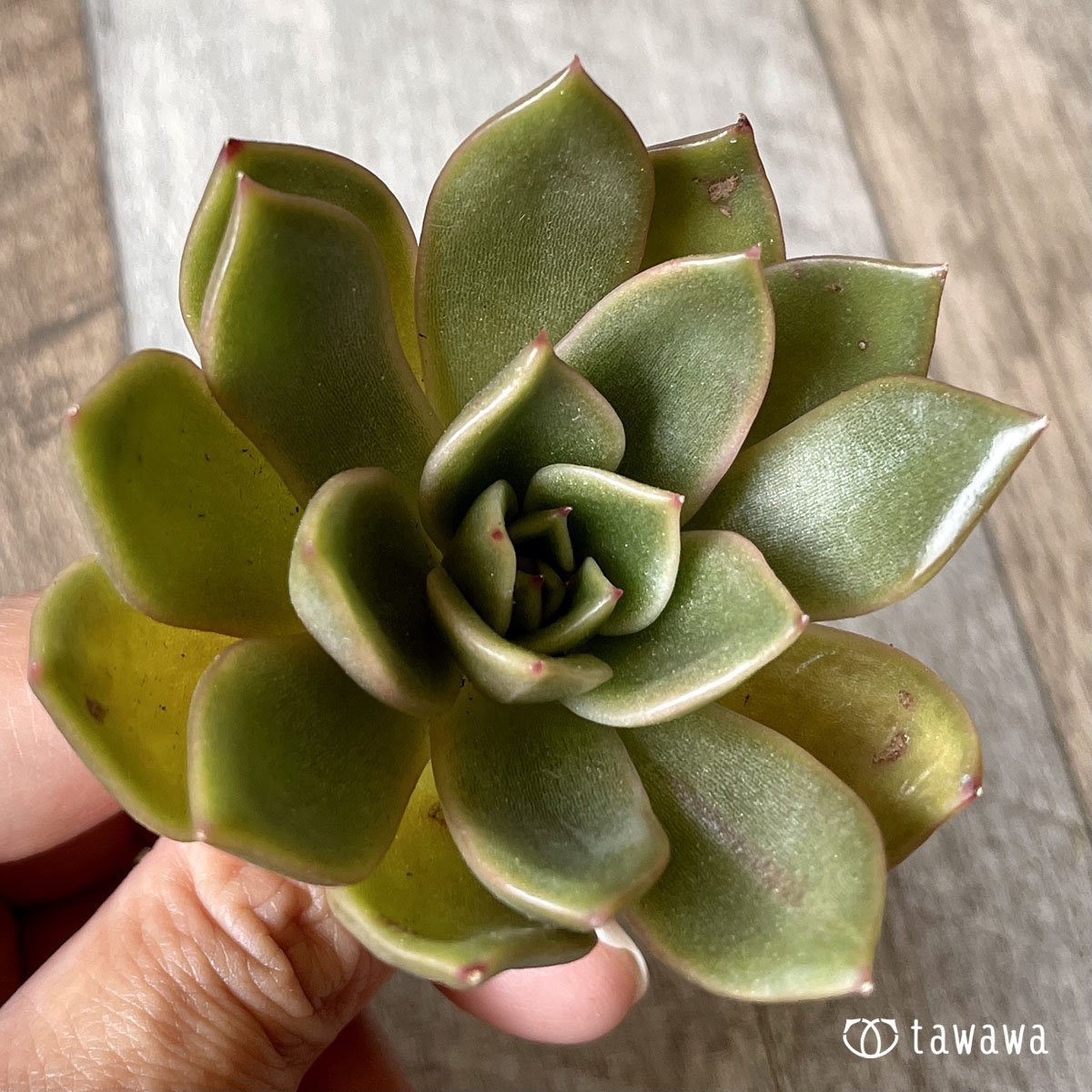 ＊新入荷＊　ウォルシャー - 多肉植物の通販・販売サイト tawawa