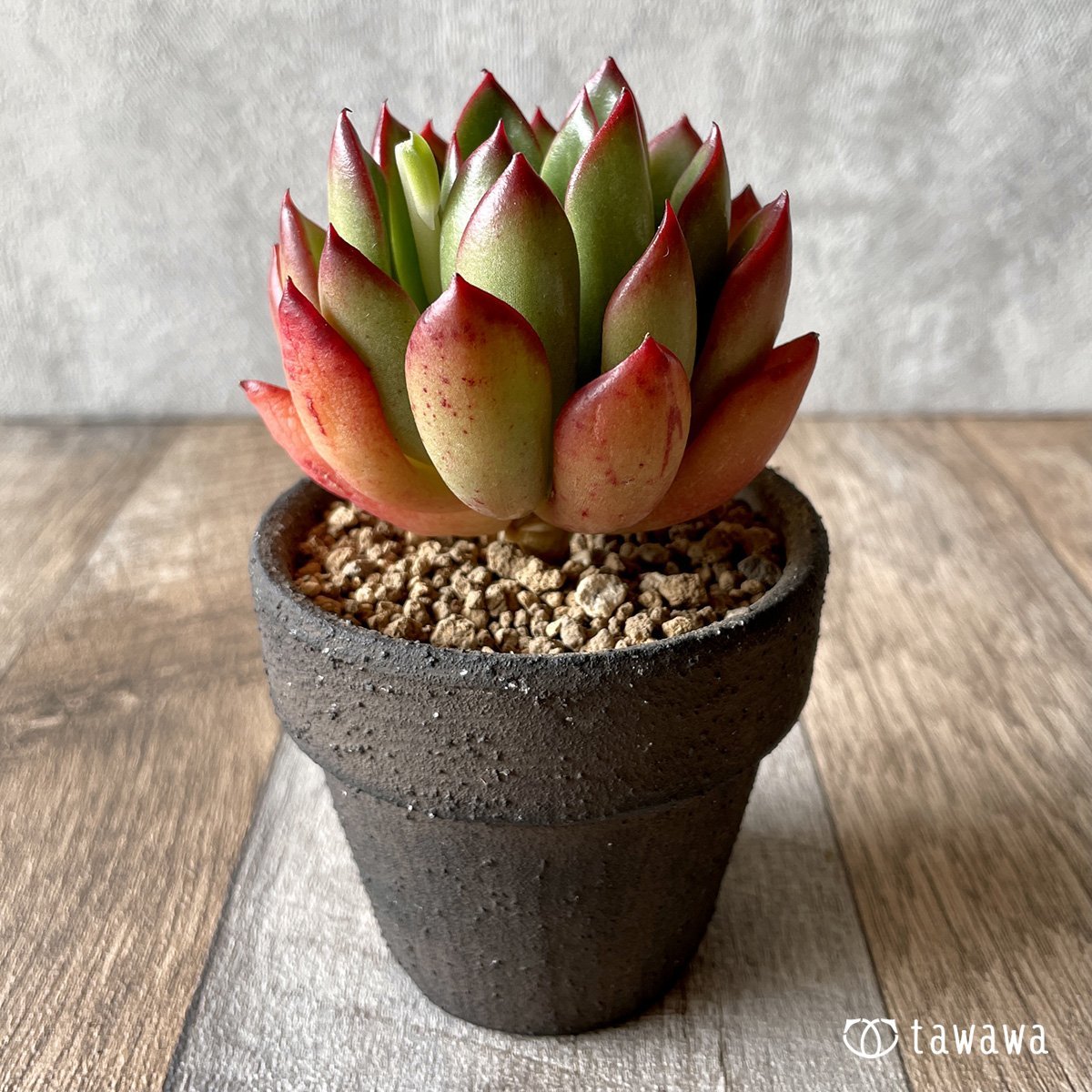 ＊新入荷＊　ロンエバンス - 多肉植物の通販・販売サイト tawawa