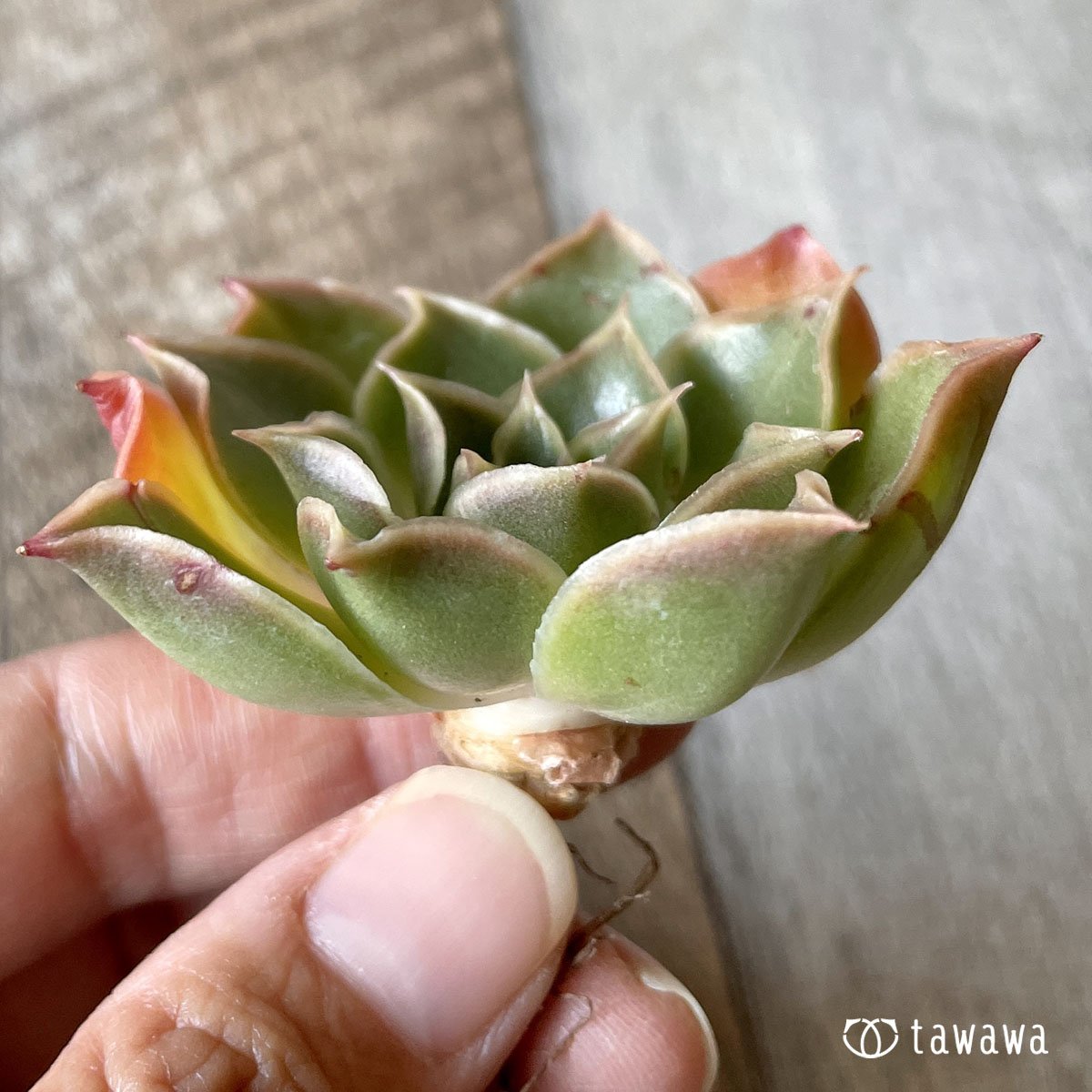 ＊新入荷＊　ビューティーブロッサム - 多肉植物の通販・販売サイト tawawa