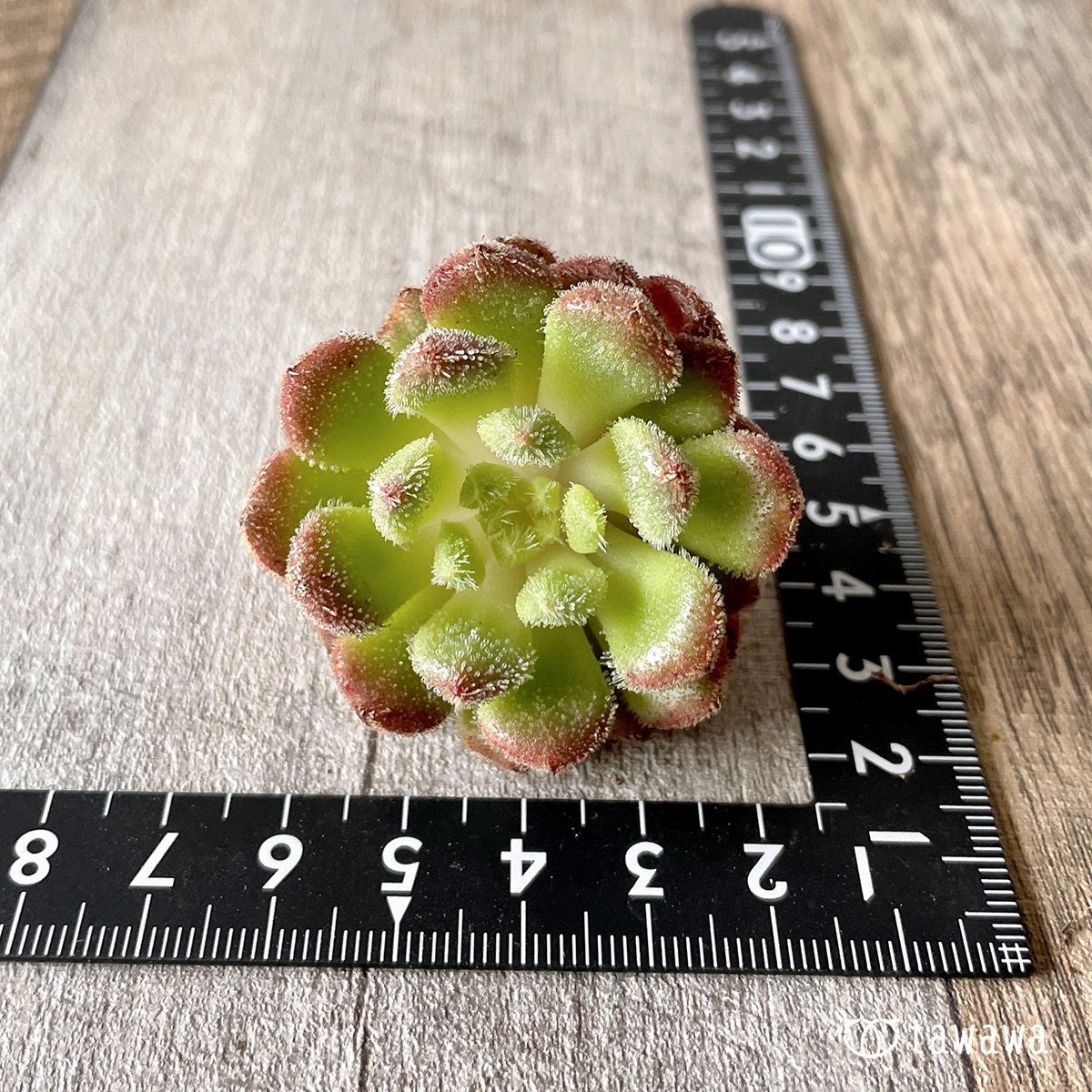 ＊新入荷＊　キャロル - 多肉植物の通販・販売サイト tawawa