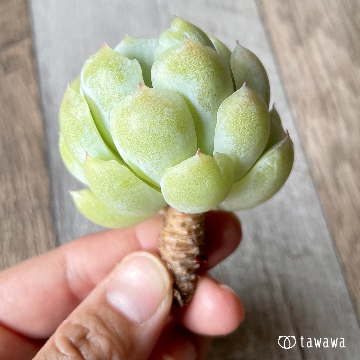 ＊新入荷＊　クリームベリー - 多肉植物の通販・販売サイト tawawa