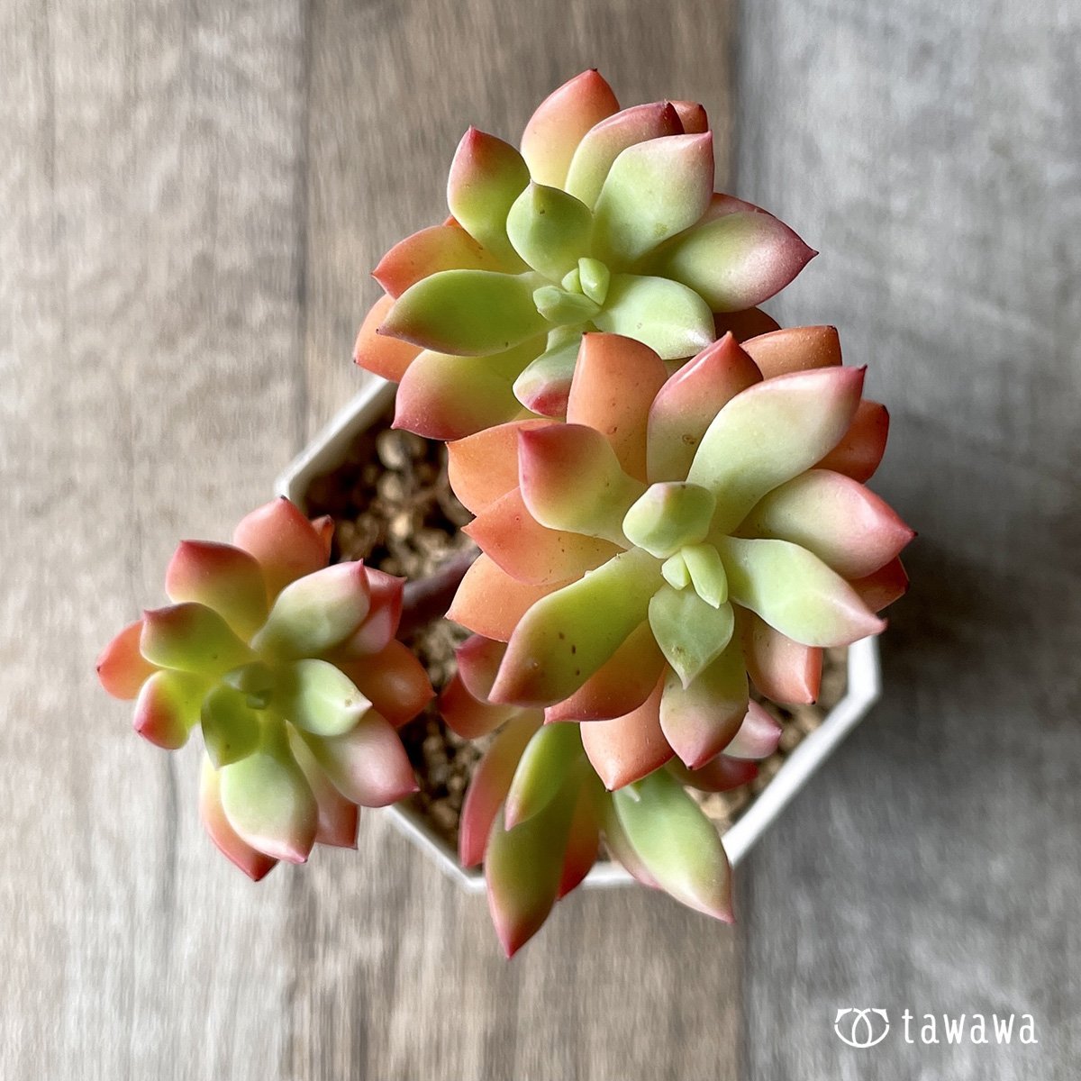 ＊新入荷＊　ミニベル群生 - 多肉植物の通販・販売サイト tawawa