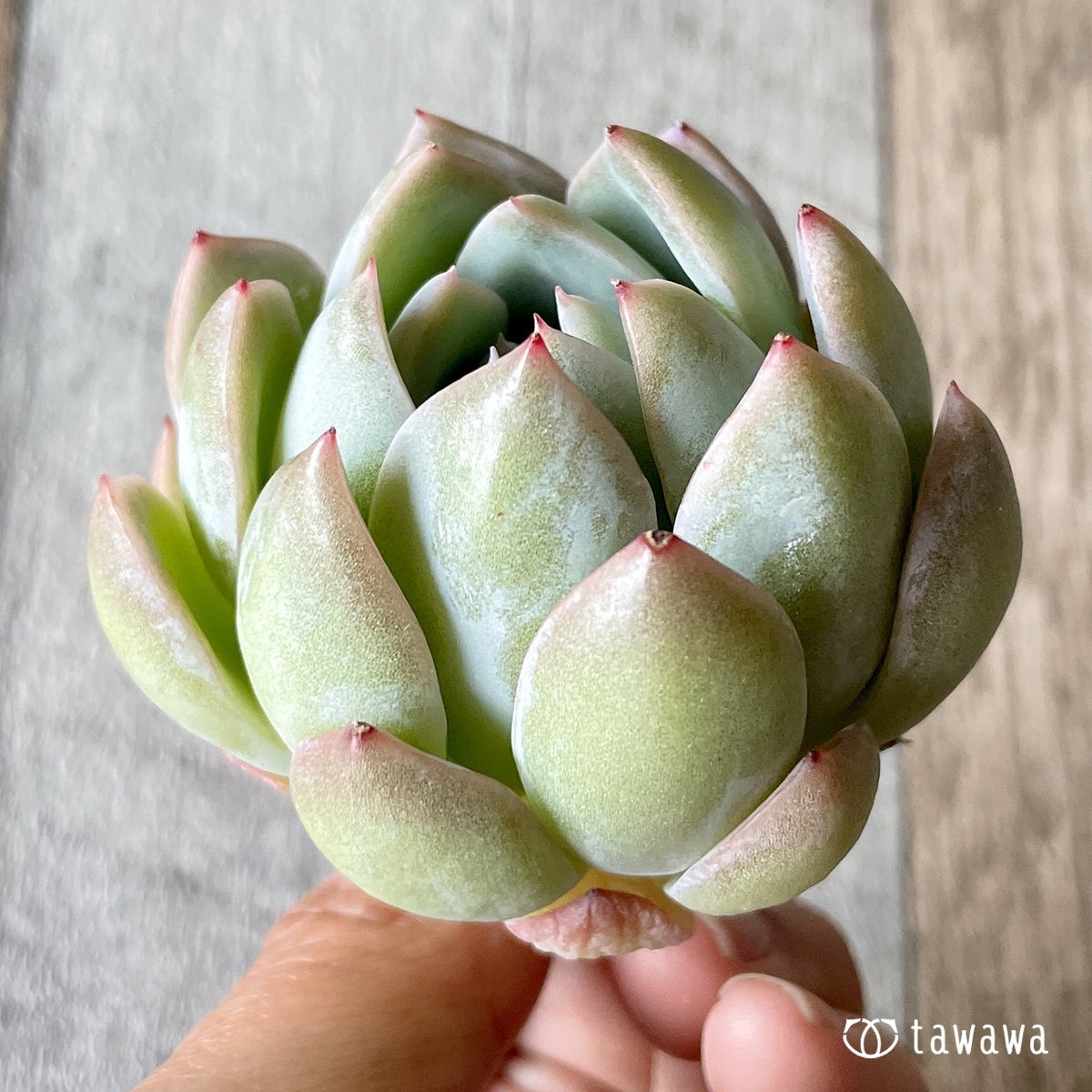 ＊新入荷＊　ネーサン - 多肉植物の通販・販売サイト tawawa