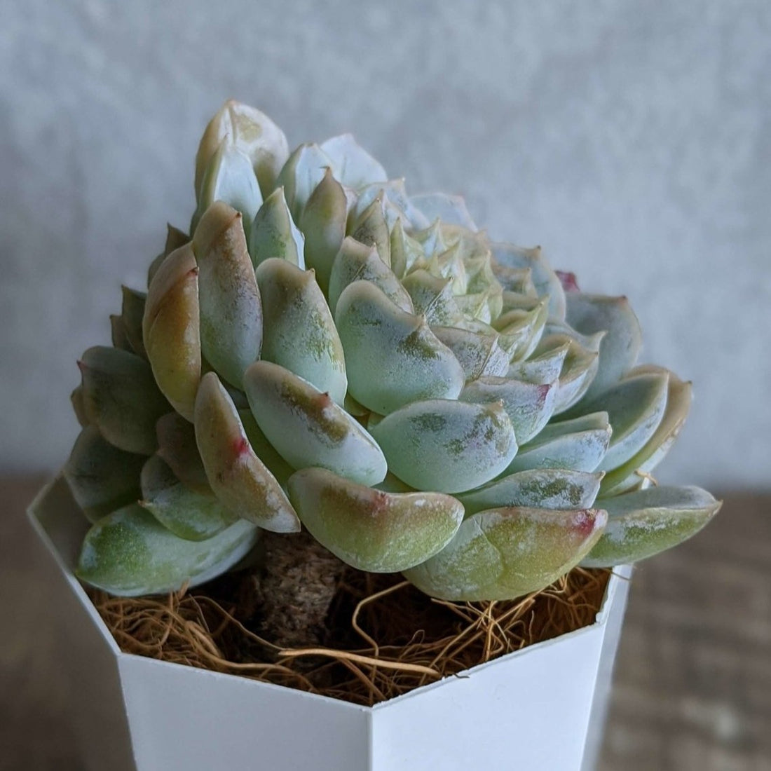 メキシコスノーボール大苗 双頭 - 多肉植物の通販 taniku